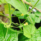 Mano Verde - Cucamelon Mini Pot Floraison