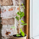 Mano Verde - Cucamelon Mini Pot Plant Debout