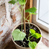 Mano Verde - Cucamelon Mini Pot Plant