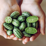 Mano Verde - Cucamelon Mini Pot Recolte