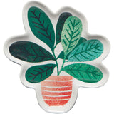 Now Design - Plat Let It Grow - Arbre De Jade