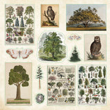 Peter Pauper Press - Livre d'autocollant Foret enchantee - Exemple