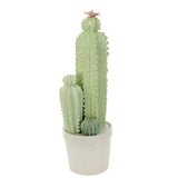Grand cactus