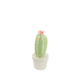 Petit cactus