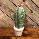 cactus moyen