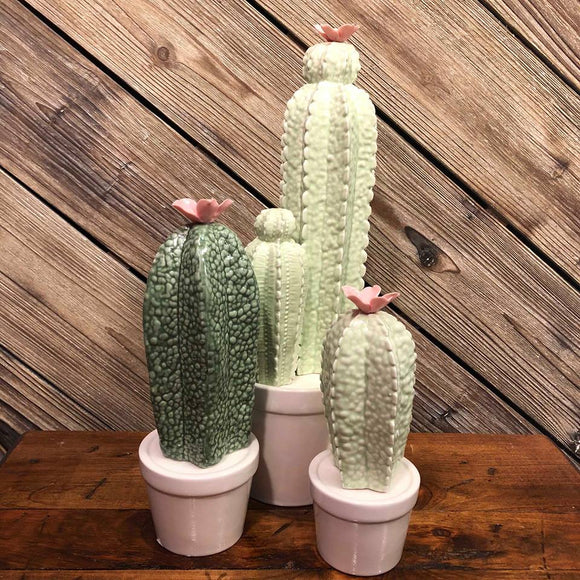 Ensemble des trois cactus