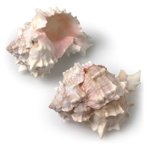 Abbott Coquillage Murex Rose Pink Murez Shell