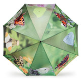 Abbott Parapluie Papillons De Haut