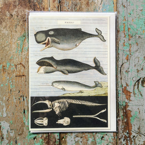 Carte de souhait - Baleines