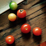 Mano Verde Minipot Tomate Cerise 3